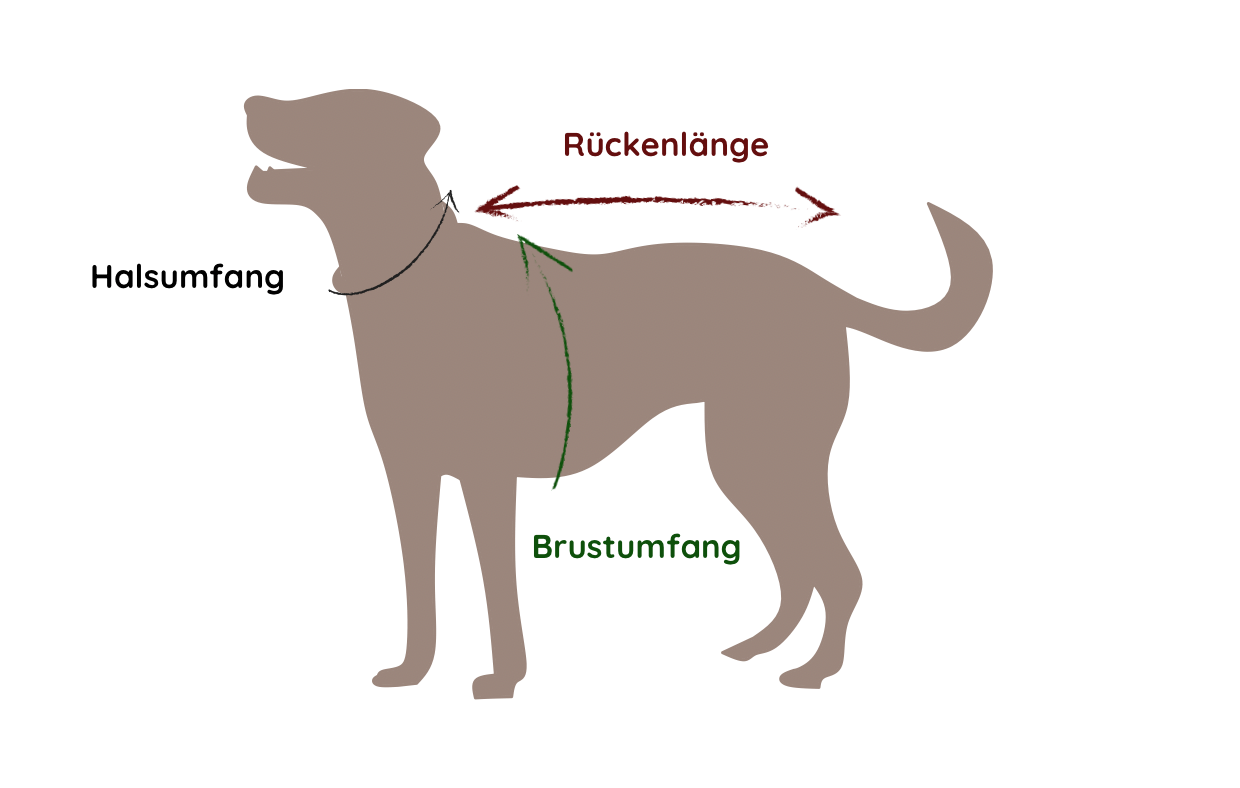 Messe die Rückenlänge, den Halsumfang und den Brustumfang deines Hundes, um die richtige Mantelgröße zu bestimmen.